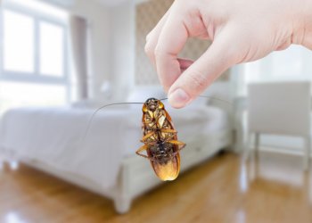 Hamam böceği ilaçlamada net çözüm
